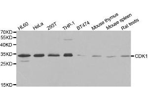 Western blot analysis of extracts of various cell lines, using CDK1 antibody. (CDK1 antibody  (AA 208-258))