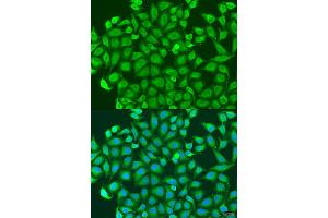 Immunofluorescence analysis of U2OS cells using PCDHA6 antibody (ABIN1876149) at dilution of 1:100. (PCDHA6 antibody)