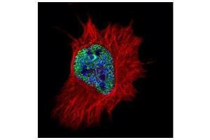 ICC/IF Image Confocal immunofluorescence analysis (Olympus FV10i) of paraformaldehyde-fixed HeLa, using MPG, antibody (Green) at 1:500 dilution. (MPG antibody)