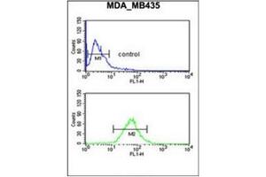 Flow cytometric analysis of MDA-MB435 cells using GNRH2 Antibody (Center) Cat. (GnRH2 antibody  (Middle Region))