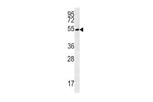TRMT11 Antibody (C-term) (ABIN651583 and ABIN2840311) western blot analysis in Hela cell line lysates (35 μg/lane).