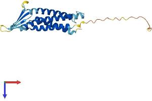 Claudin 9 Protein (CLDN9) (AA 1-217) (His tag)
