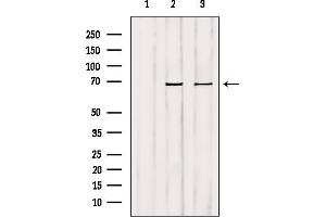 Western blot analysis of extracts from various samples, using GCKR Antibody. (GCKR antibody  (Internal Region))