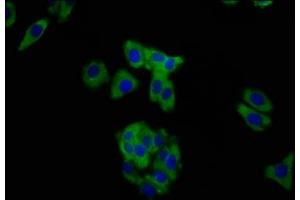 Immunofluorescence staining of HepG2 cells with ABIN7160289 at 1:200, counter-stained with DAPI. (MUC2 antibody  (AA 569-657))