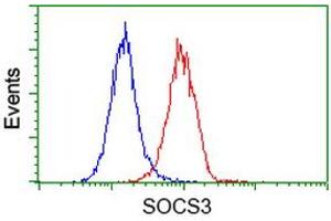 Image no. 2 for anti-Suppressor of Cytokine Signaling 3 (SOCS3) antibody (ABIN1501060) (SOCS3 antibody)