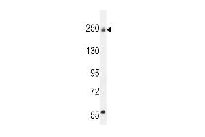 Western blot analysis in mouse bladder tissue lysates (35ug/lane). (COL5A1 antibody  (N-Term))