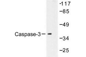 Image no. 2 for anti-Caspase 3 (CASP3) antibody (ABIN272003) (Caspase 3 antibody)