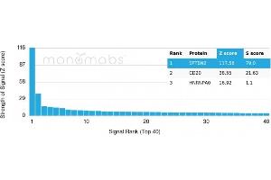 Analysis of Protein Array containing more than 19,000 full-length human proteins using SPTBN2 Monospecific Recombinant Mouse Monoclonal Antibody (rSPTBN2/1778).