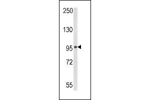 Western blot analysis of DDX58 (ABIN388603 and ABIN2850394) in 293 cell line lysates (35 μg/lane). (DDX58 antibody  (AA 585-614))
