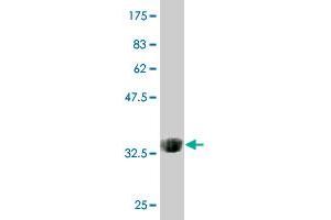 Western Blot detection against Immunogen (36. (AMELX antibody  (AA 93-191))