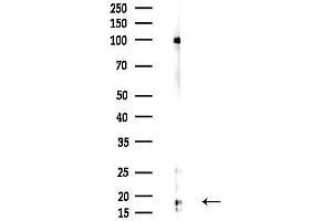Western blot analysis of lysates from F10-LUC cells(heat-shock,45 min treatment), using Mono-Methyl-Histone H3 (Lys9)/H3K9me1 Antibody at 1/1000 dilution.