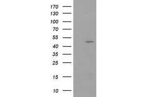 Image no. 1 for anti-Protein Kinase C and Casein Kinase Substrate in Neurons 3 (PACSIN3) antibody (ABIN1500014) (PACSIN3 antibody)