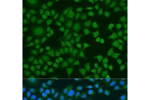 Immunofluorescence analysis of U2OS cells using ELAVL2 Polyclonal Antibody at dilution of 1:100. (ELAVL2 antibody)