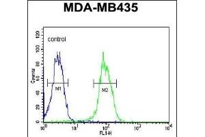 KDR  Antibody (ABIN652371 and ABIN2841771) flow cytometric analysis of MDA-M cells (right histogram) compared to a negative control cell (left histogram). (VEGFR2/CD309 antibody  (Tyr1175))