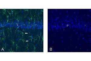 Free-floating frozen brain sections from a paraformaldehyde-perfused rat were incubated with Anti-SLC19A3 Antibody (ABIN7885446, 1:300), followed by goat anti-rabbit secondary antibody conjugated to Alexa Fluor® 488 (green).