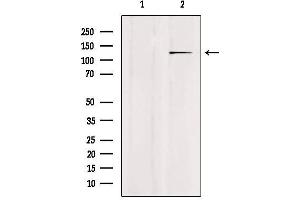 USP43 antibody  (N-Term)