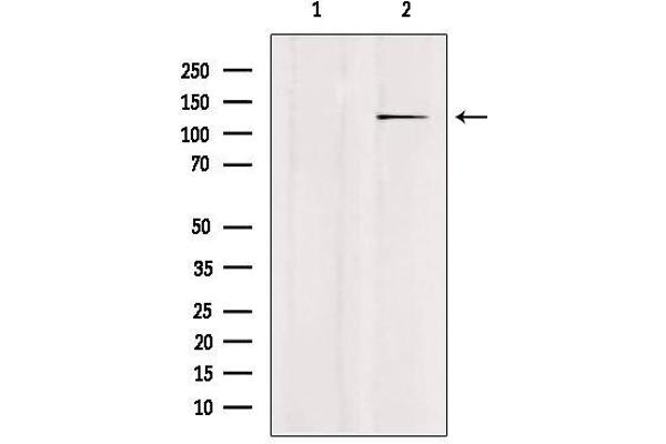 USP43 antibody  (N-Term)