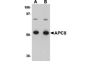Western Blotting (WB) image for anti-Cell Division Cycle 23 (CDC23) (Middle Region) antibody (ABIN1030863) (CDC23 antibody  (Middle Region))