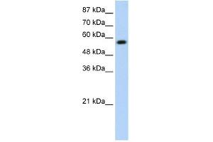 WB Suggested Anti-KEAP1 Antibody Titration:  0. (KEAP1 antibody  (N-Term))