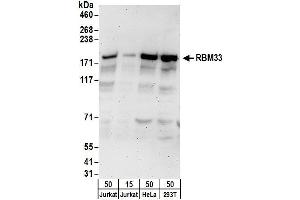 anti-RNA Binding Motif Protein 33 (RBM33) (AA 1-50) antibody