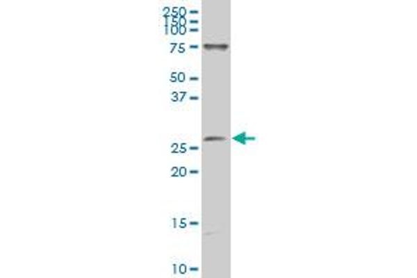 GATAD1 antibody  (AA 82-190)