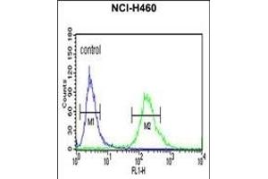 ALG14 Antibody (Center) (ABIN652850 and ABIN2842550) flow cytometric analysis of NCI- cells (right histogram) compared to a negative control cell (left histogram).