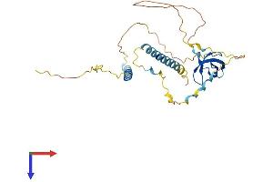SMN1 Protein (AA 1-288) (His tag)