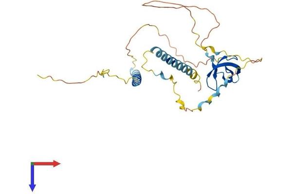 SMN1 Protein (AA 1-288) (His tag)