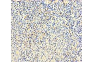 Immunohistochemistry of paraffin-embedded human tonsil tissue using ABIN7172088 at dilution of 1:100 (MPL antibody  (AA 26-491))