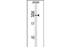 RN Antibody (N-term) (ABIN1881758 and ABIN2838671) western blot analysis in A549 cell line lysates (35 μg/lane).