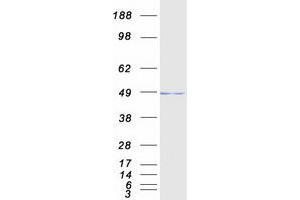 POLR3D Protein (Myc-DYKDDDDK Tag)