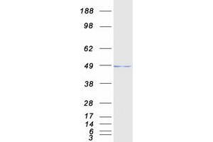 Validation with Western Blot (POLR3D Protein (Myc-DYKDDDDK Tag))