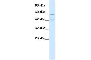 CHRNA5 antibody used at 1 ug/ml to detect target protein. (CHRNA5 antibody  (Middle Region))