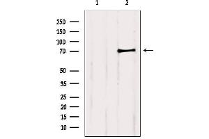 Western blot analysis of extracts from 3t3, using PCCA Antibody. (PCCA antibody  (C-Term))