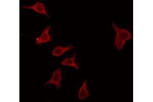 ABIN6272346 staining RAW264. (MOBKL2C antibody  (Internal Region))