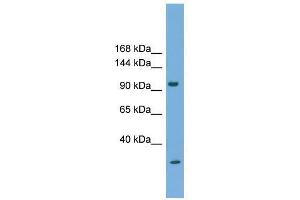 PCDH21 antibody used at 0. (PCDH21 antibody  (N-Term))