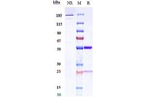 Anti-IL-13 Reference Antibody (CNTO 607) on SDS-PAGE under reducing (R) condition.