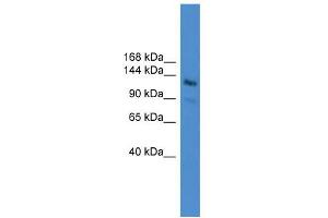 WB Suggested Anti-LARP1  Antibody Titration: 0. (LARP1 antibody  (N-Term))