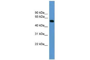 WB Suggested Anti-CALR Antibody Titration: 0. (Calreticulin antibody  (Middle Region))