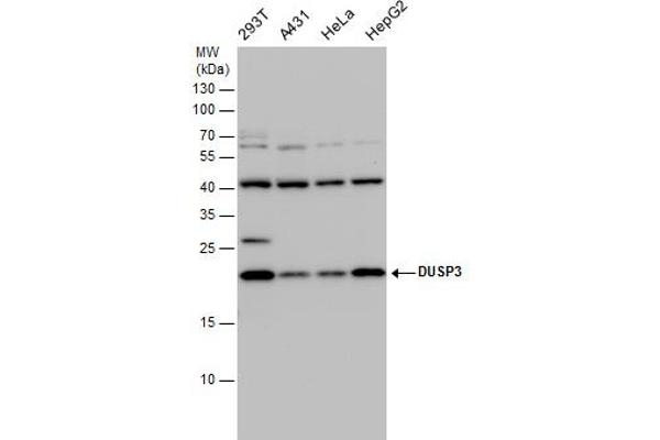 Dual Specificity Phosphatase 3 (DUSP3) anticorps