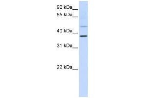 WB Suggested Anti-POU6F1 Antibody Titration:  0. (POU6F1 antibody  (C-Term))