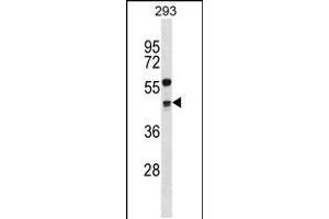 Western blot analysis in 293 cell line lysates (35ug/lane). (Cyclin G2 antibody  (AA 215-243))