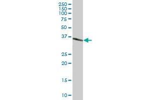 MKI67IP MaxPab polyclonal antibody. (NIFK antibody  (AA 1-293))