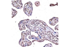 Immunohistochemistry of paraffin-embedded human placenta using PD-L1/CD274 Rabbit pAb (ABIN6129976, ABIN6138153, ABIN6138154 and ABIN6215142) at dilution of 1:100 (40x lens). (PD-L1 antibody  (AA 19-238))