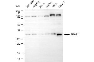 Western blotting analysis using FRAT1 antibody (ABIN7798659).