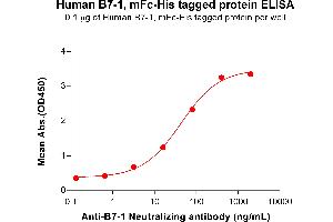 ELISA image for CD80 (CD80) (AA 35-242) protein (mFc-His Tag) (ABIN6964082)