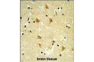 Formalin-fixed and paraffin-embedded human brain tissue reacted with V17 Antibody (N-term), which was peroxidase-conjugated to the secondary antibody, followed by DAB staining. (MPV17 antibody  (N-Term))