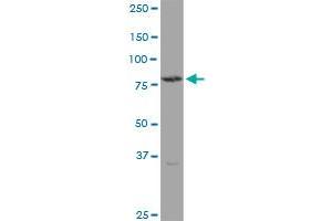 TGM4 MaxPab polyclonal antibody. (TGM4 antibody  (AA 1-684))