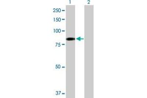 Western Blot analysis of EHHADH expression in transfected 293T cell line by EHHADH MaxPab polyclonal antibody.
