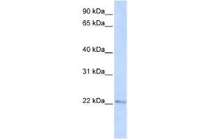 C6ORF64 antibody used at 1 ug/ml to detect target protein.